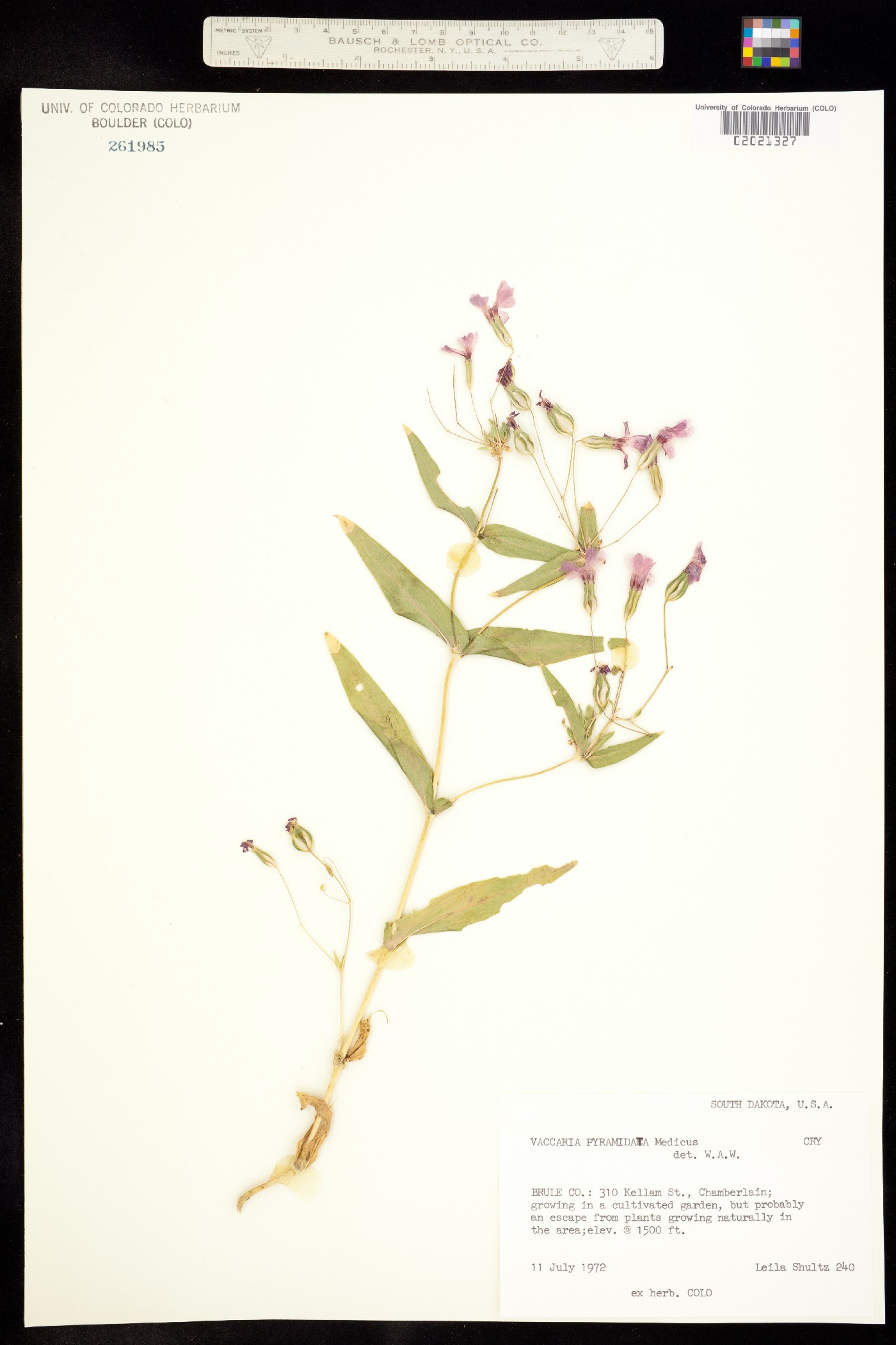 Vaccaria hispanica image