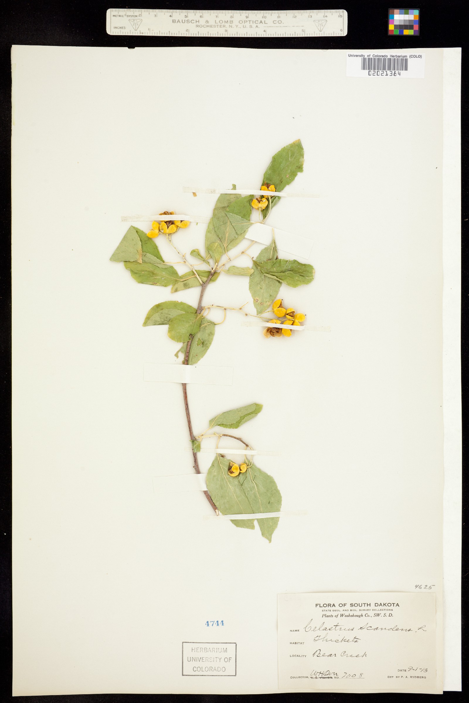 Celastrus scandens image