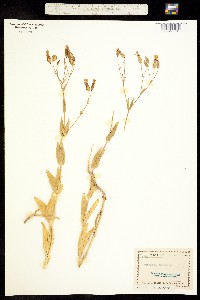 Vaccaria hispanica image