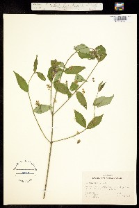 Euonymus americanus image