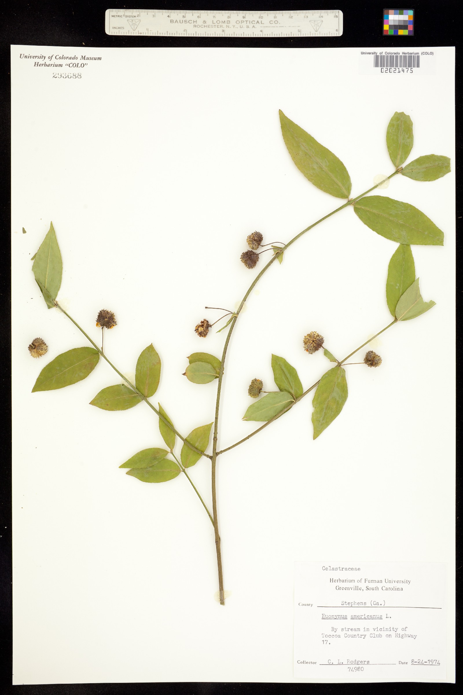 Euonymus americanus image