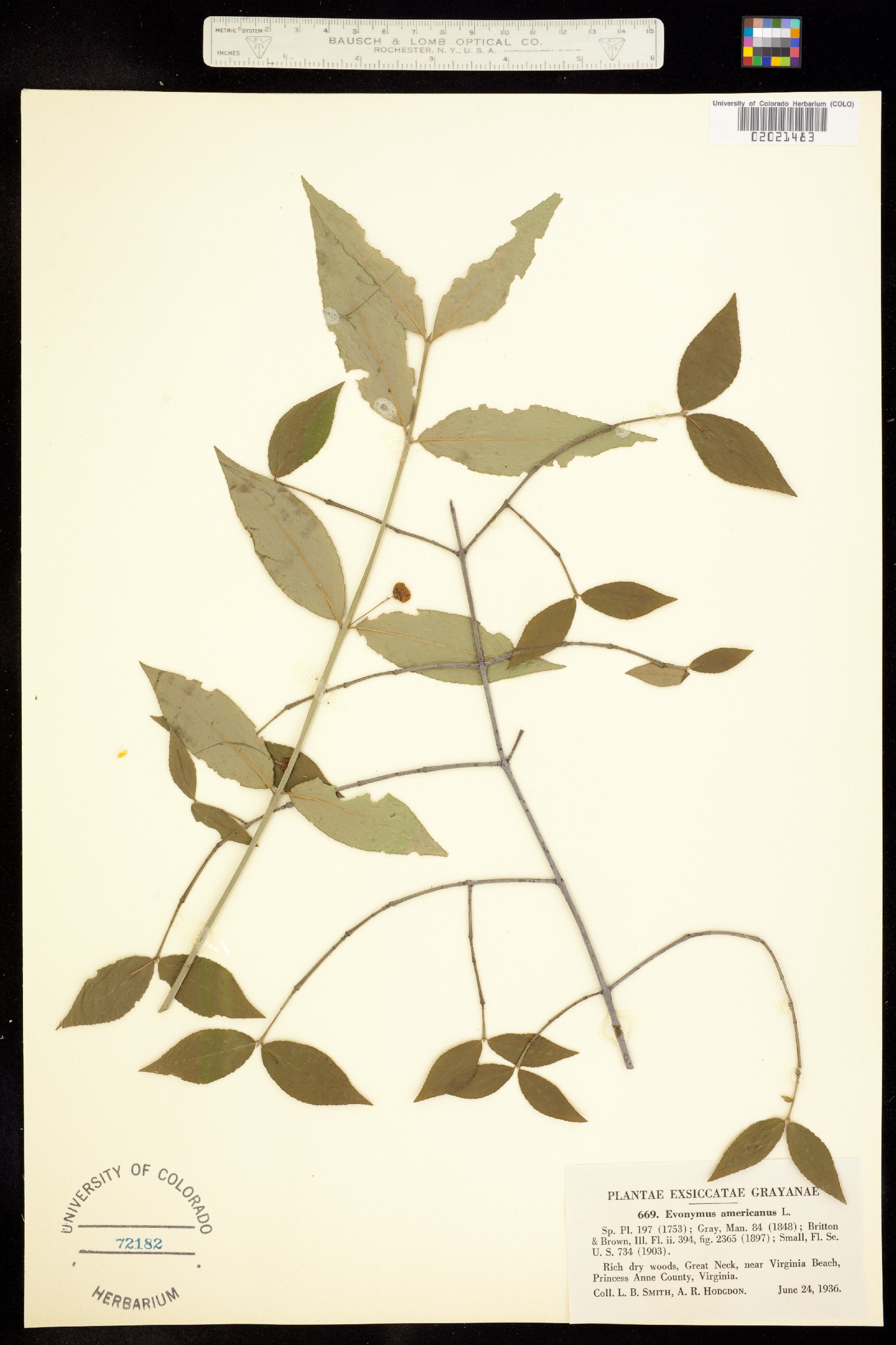 Euonymus americanus image