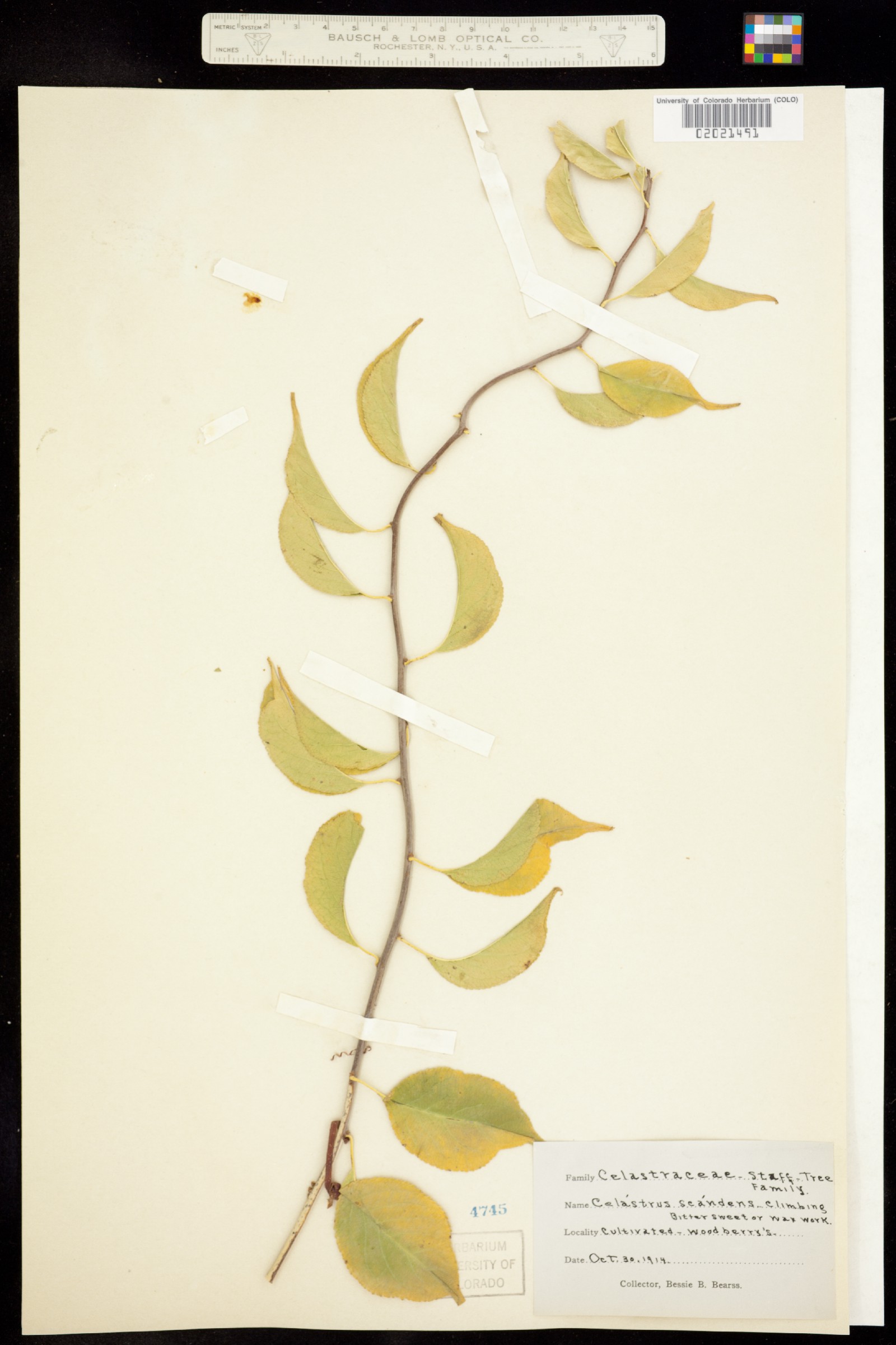 Celastrus scandens image
