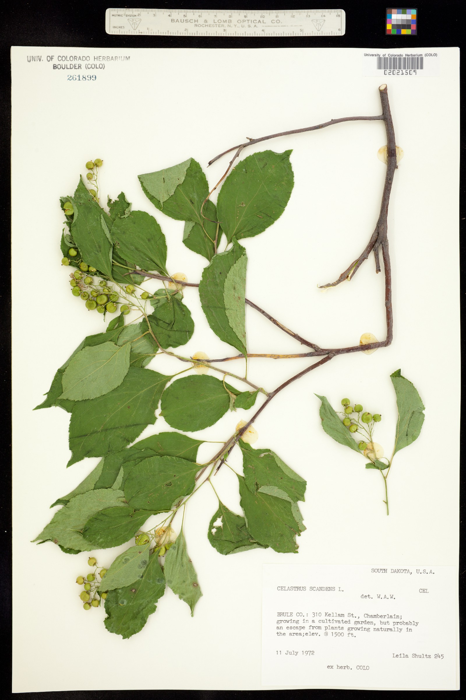 Celastrus scandens image