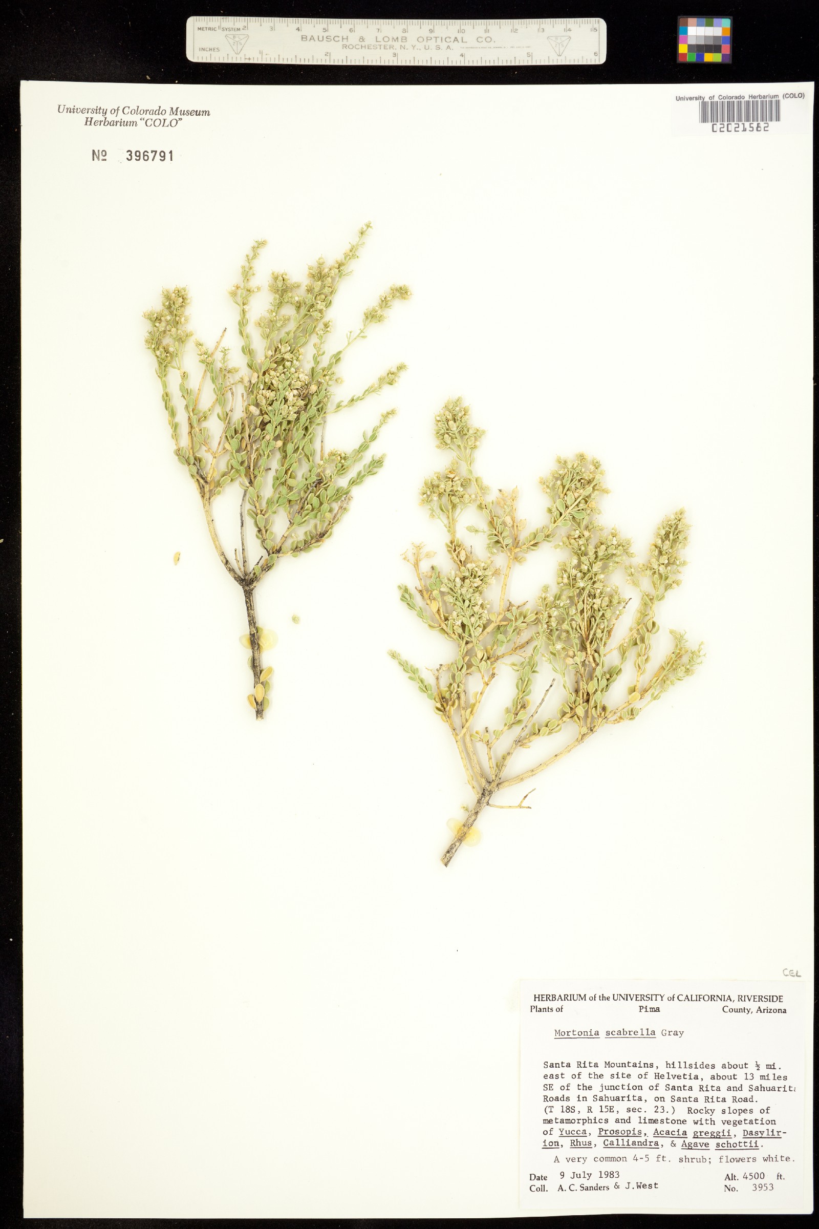 Mortonia scabrella image