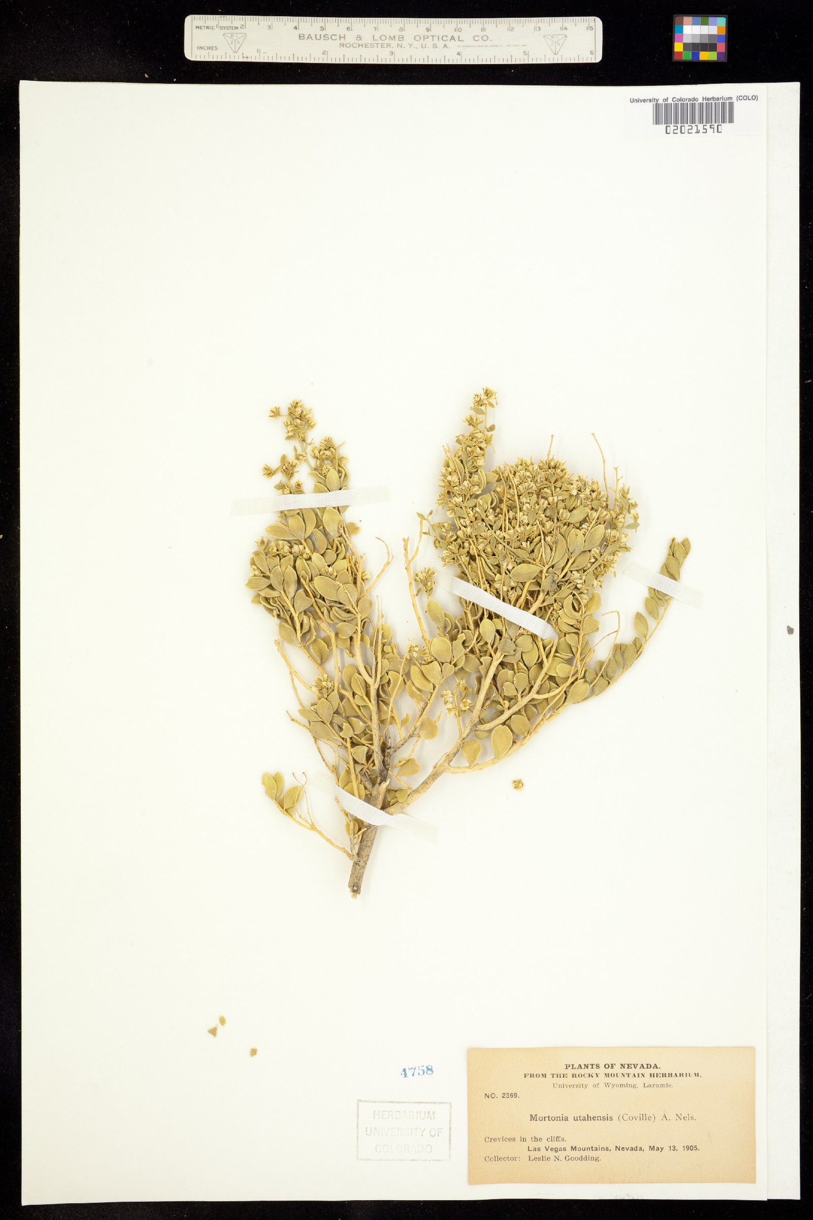 Mortonia utahensis image