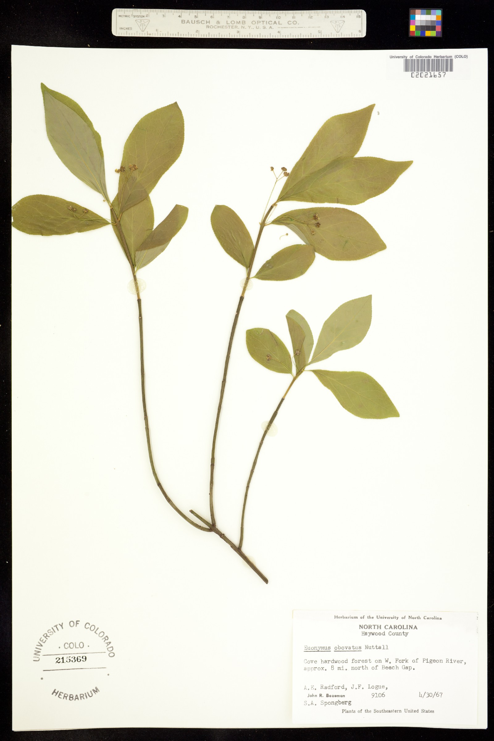 Euonymus obovatus image