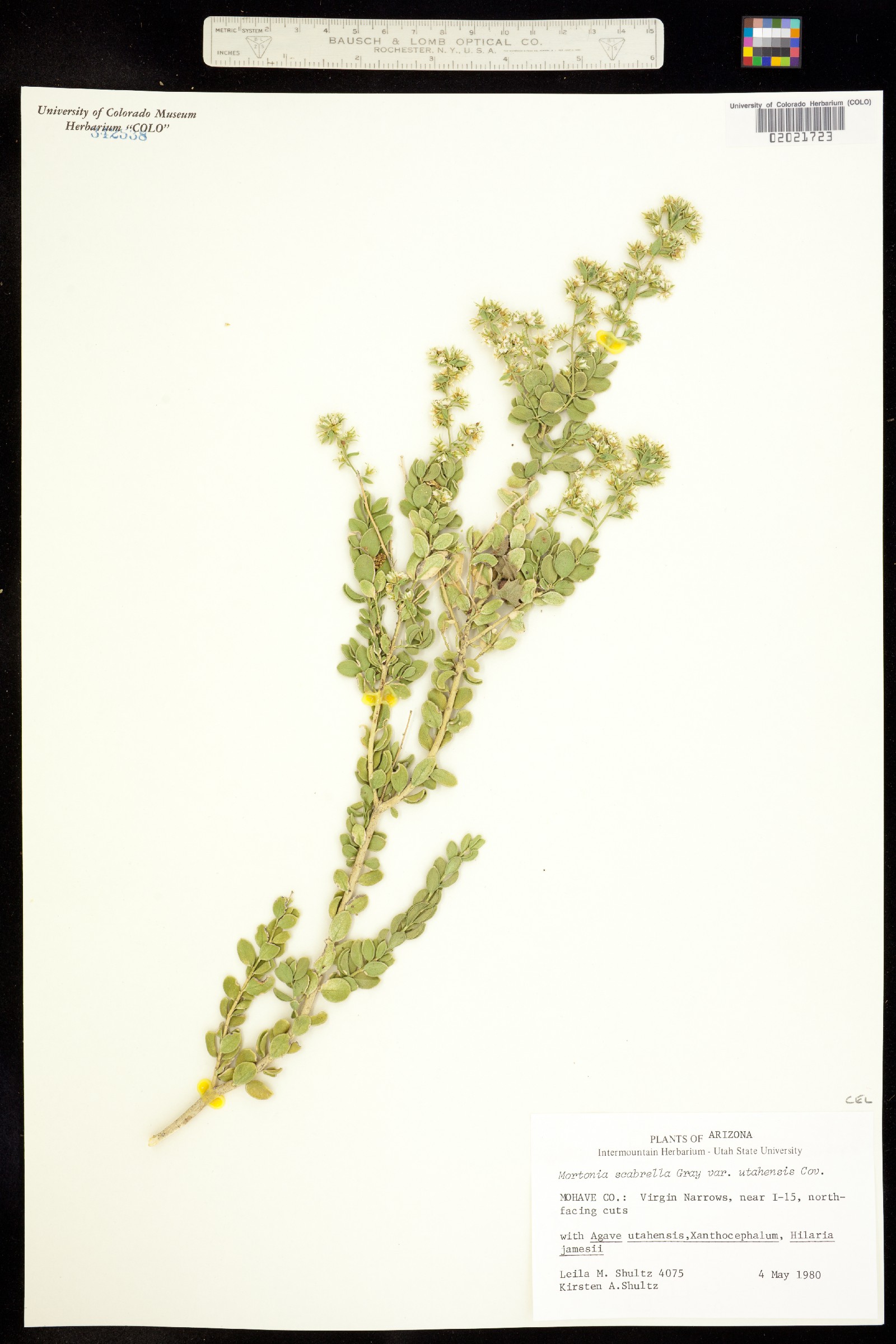 Mortonia scabrella image