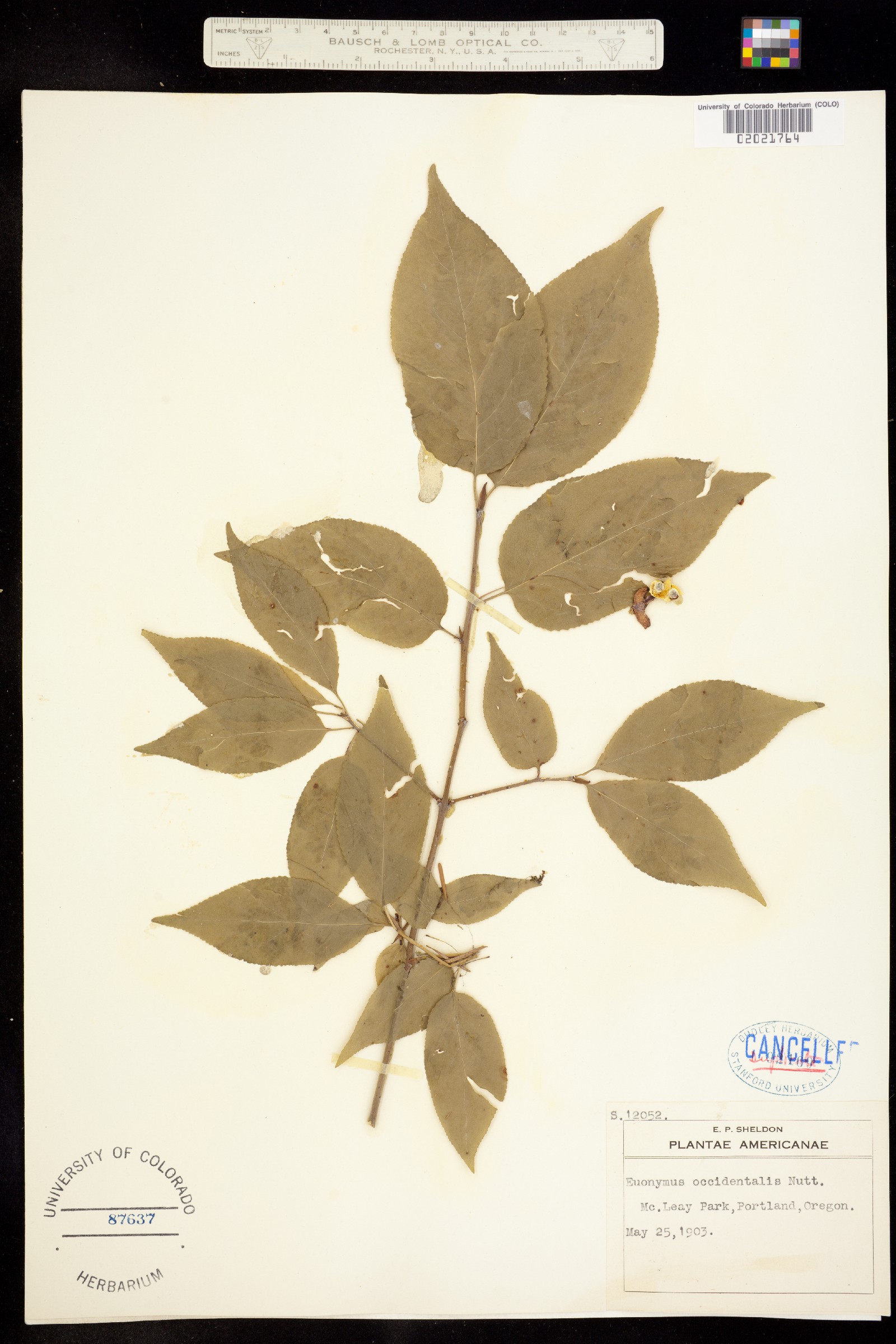 Euonymus occidentalis image