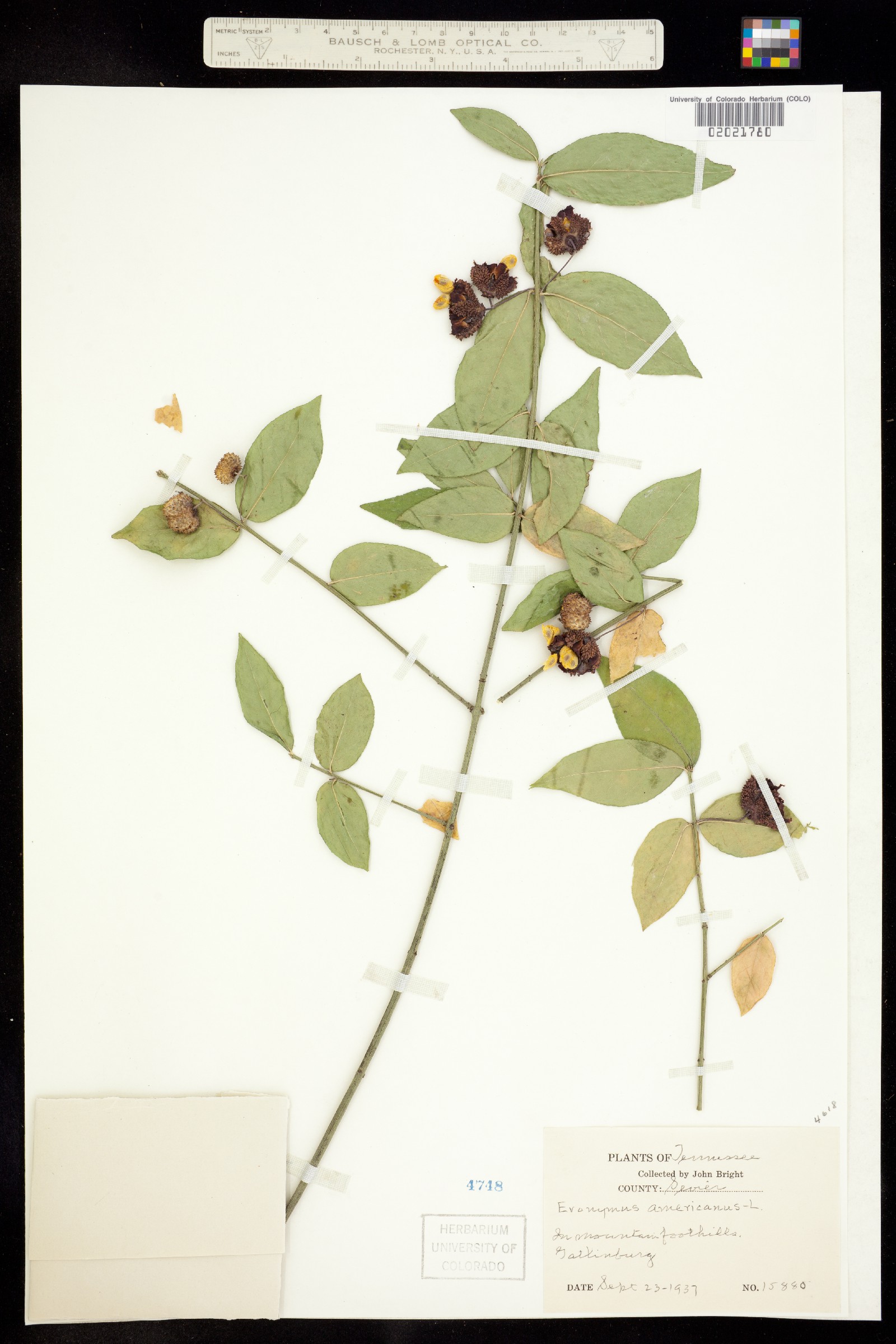 Euonymus americanus image