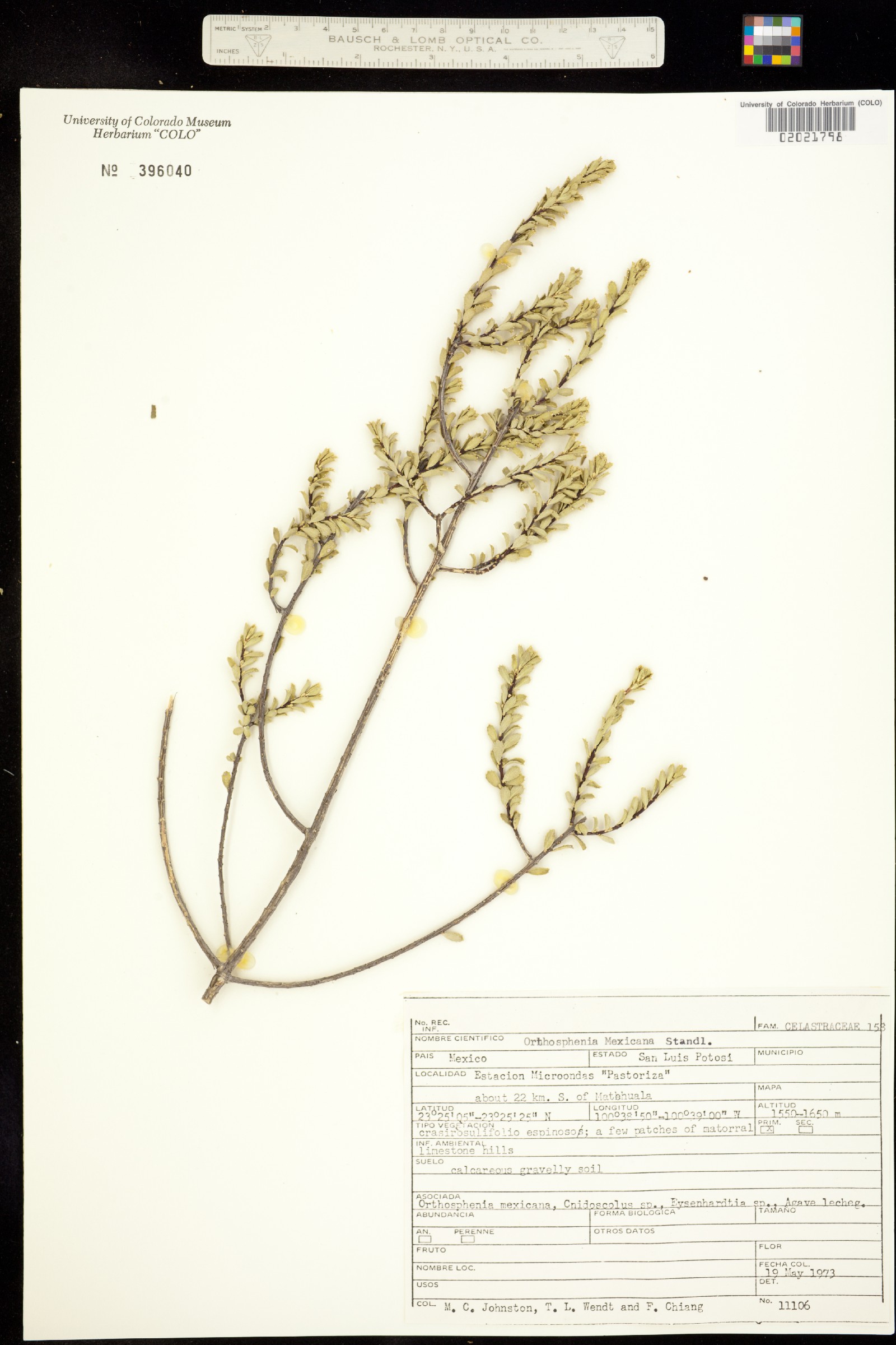 Orthosphenia image