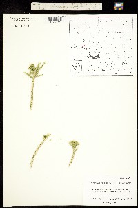 Mortonia sempervirens image