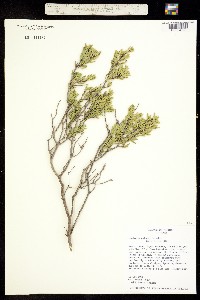 Mortonia palmeri image