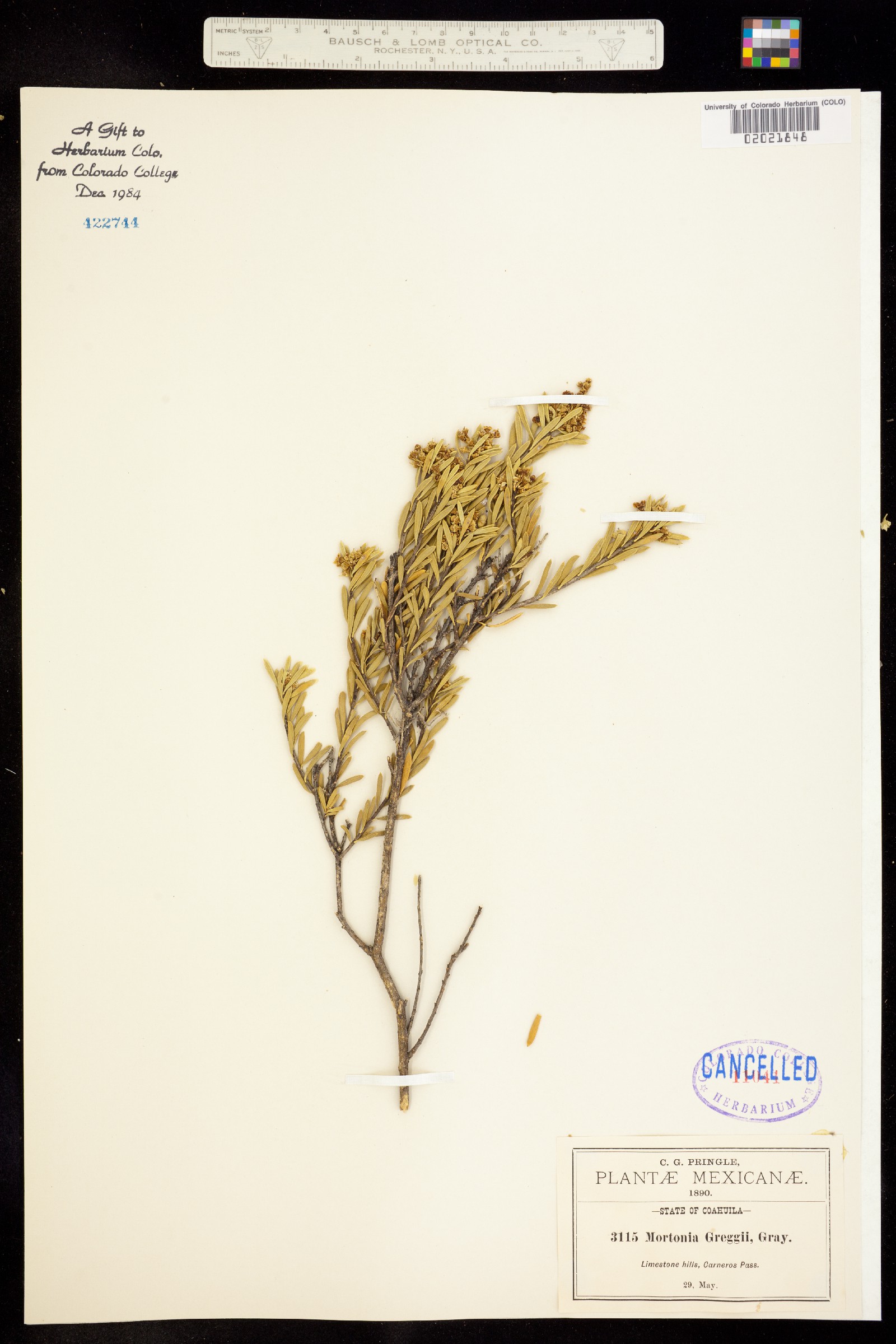 Mortonia greggii image