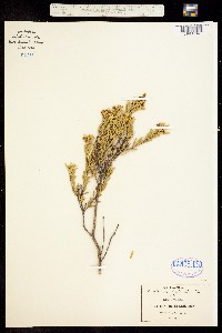 Mortonia greggii image
