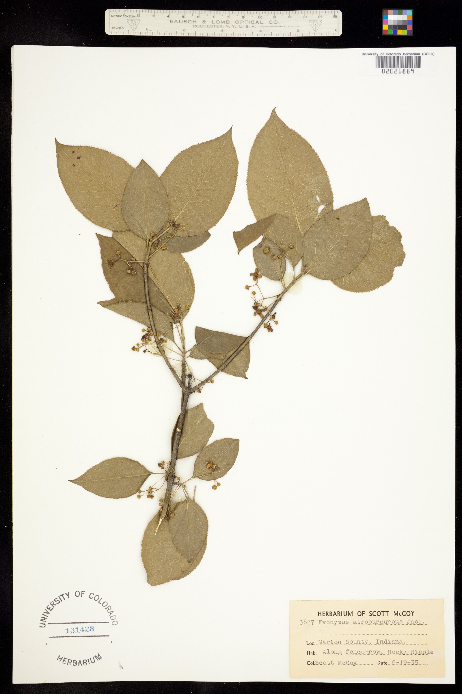 Euonymus atropurpureus image