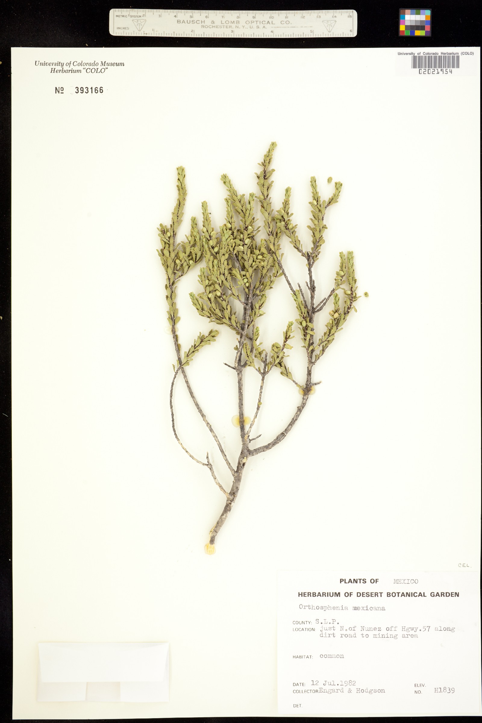 Orthosphenia image