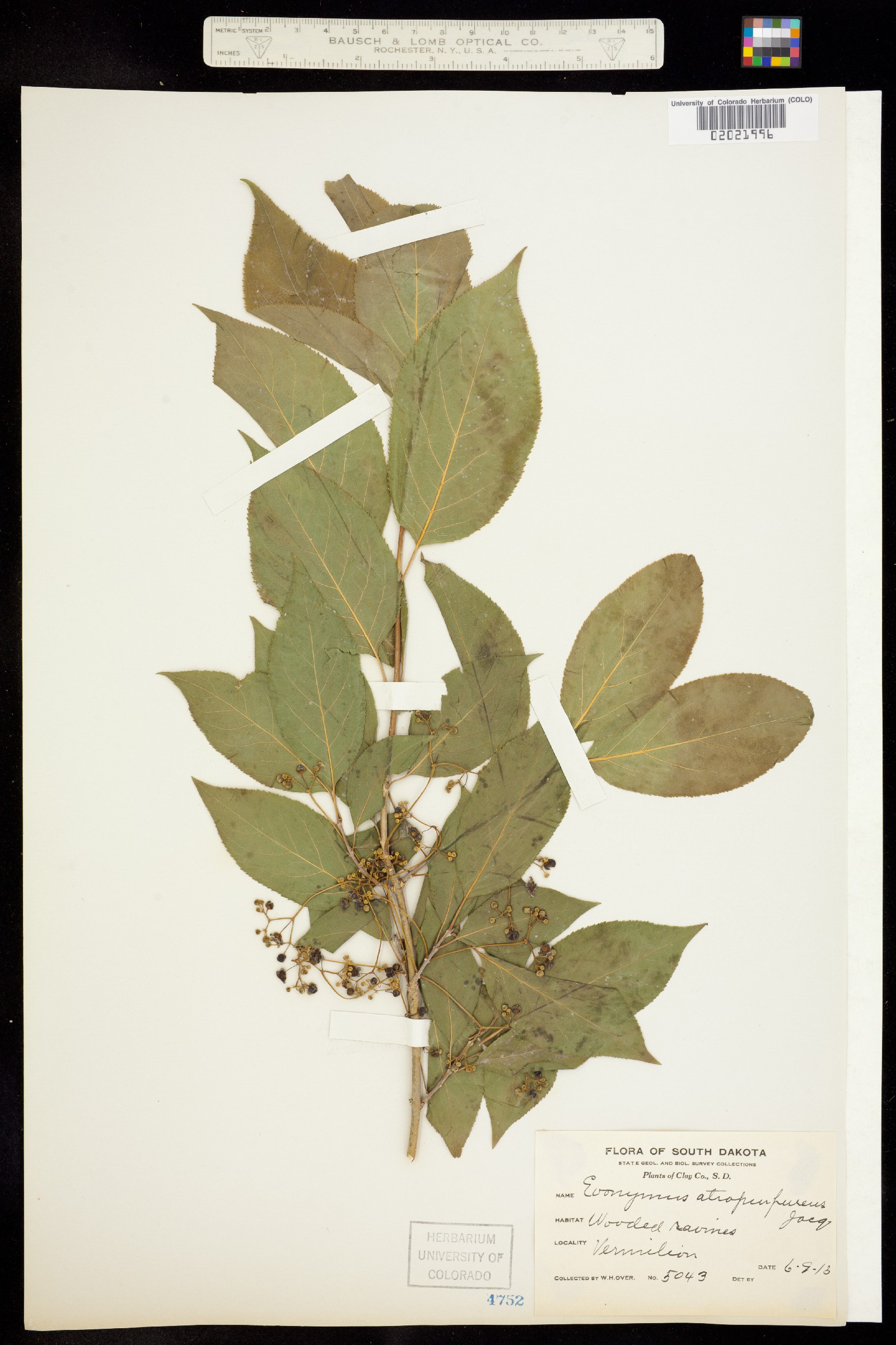 Euonymus atropurpureus image