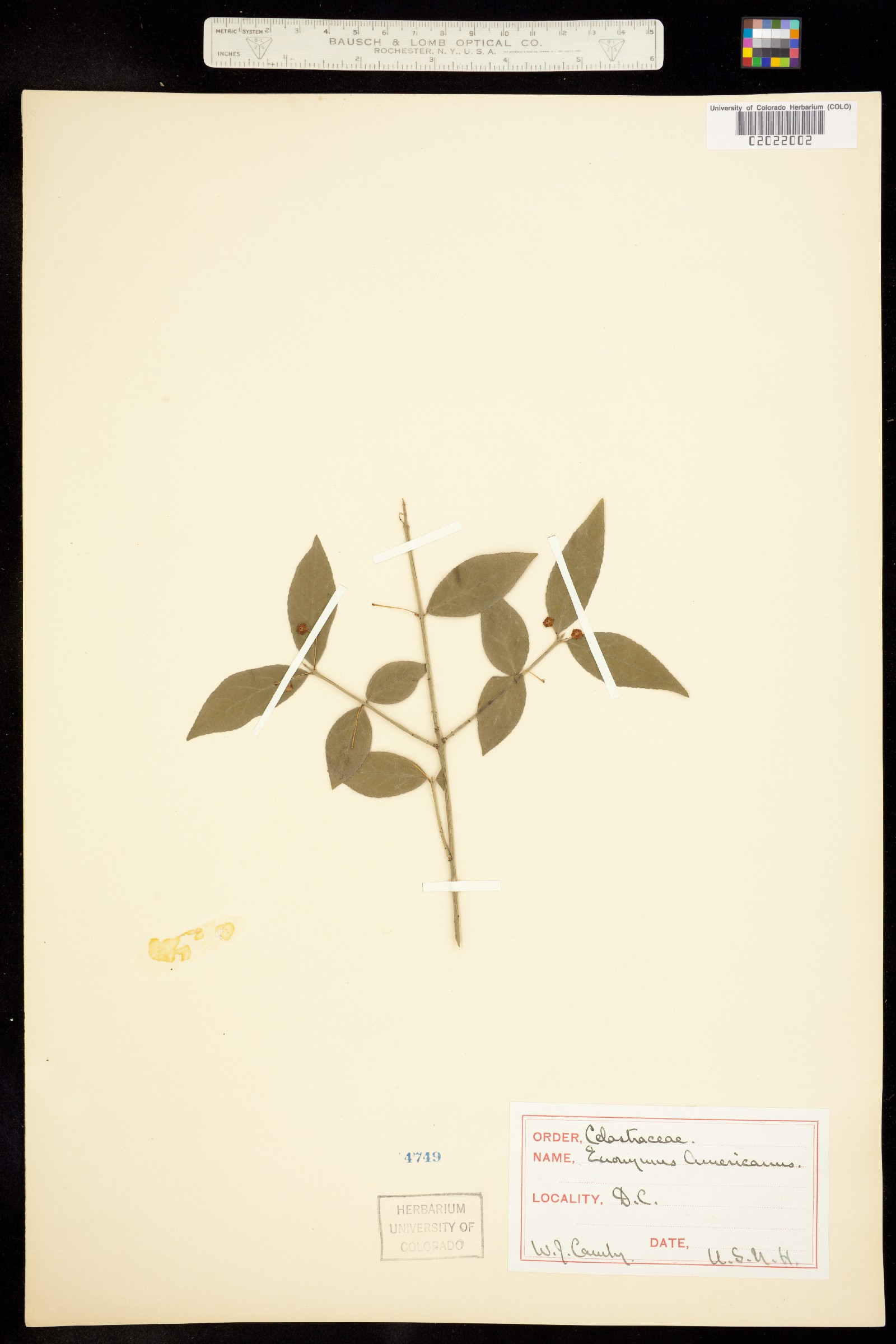 Euonymus americanus image