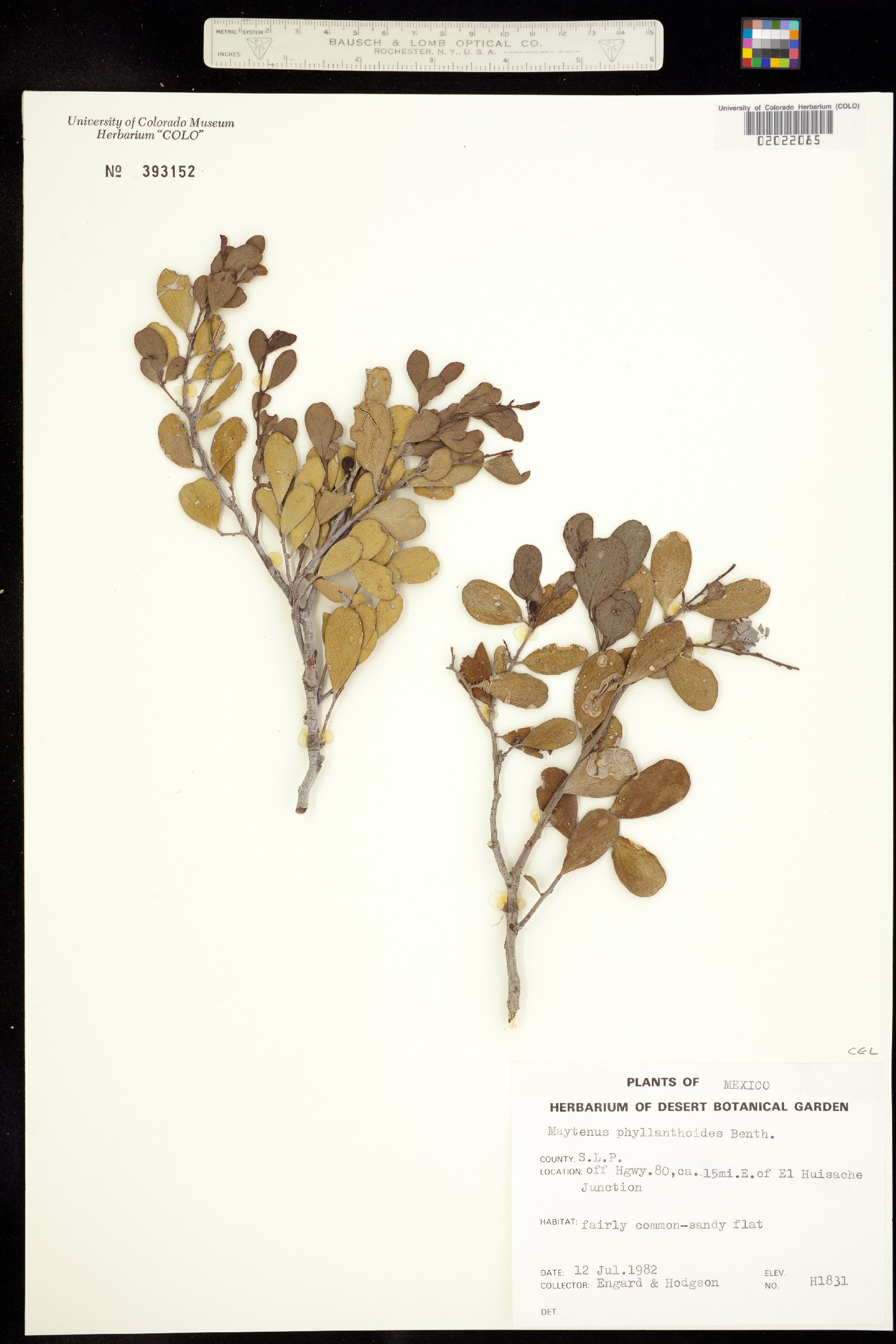 Maytenus phyllanthoides image