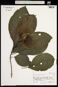 Perrottetia sandwicensis image