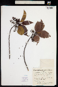 Perrottetia sandwicensis image