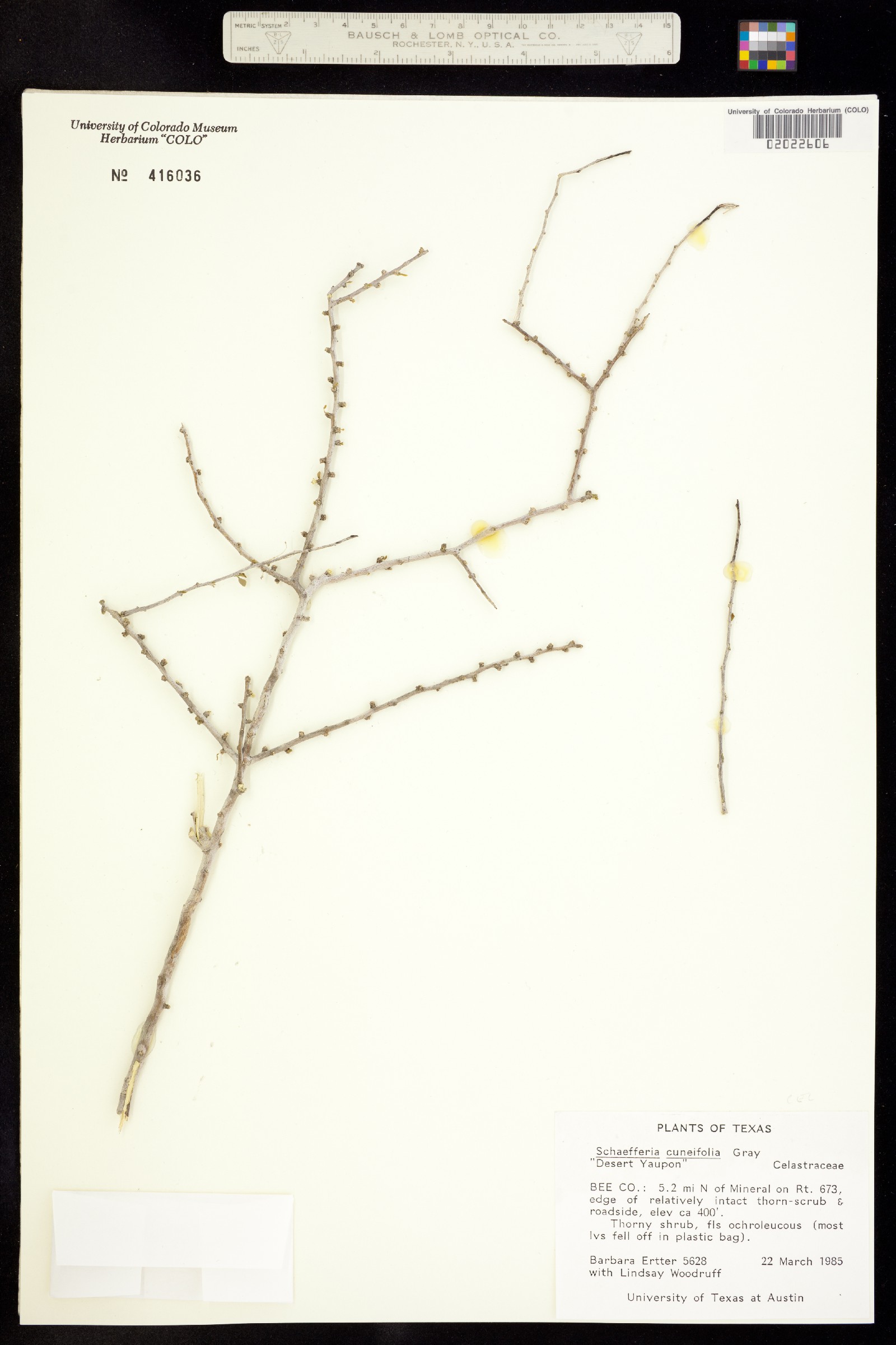 Schaefferia cuneifolia image