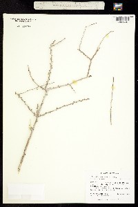 Image of Schaefferia cuneifolia