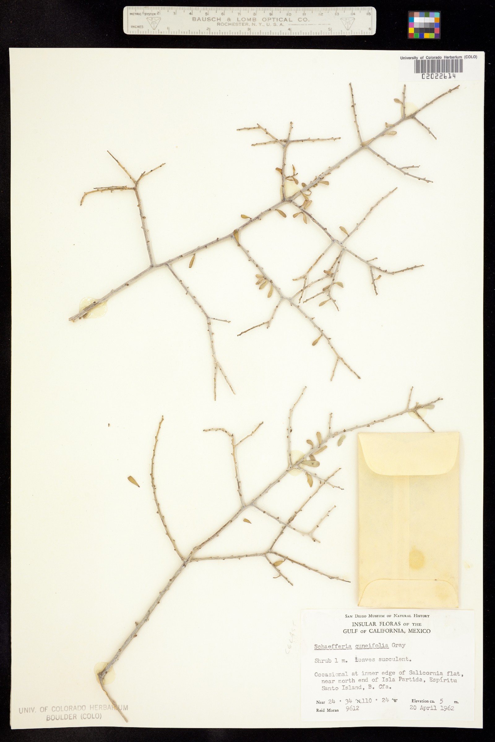 Schaefferia cuneifolia image