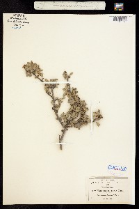 Wimmeria pubescens image