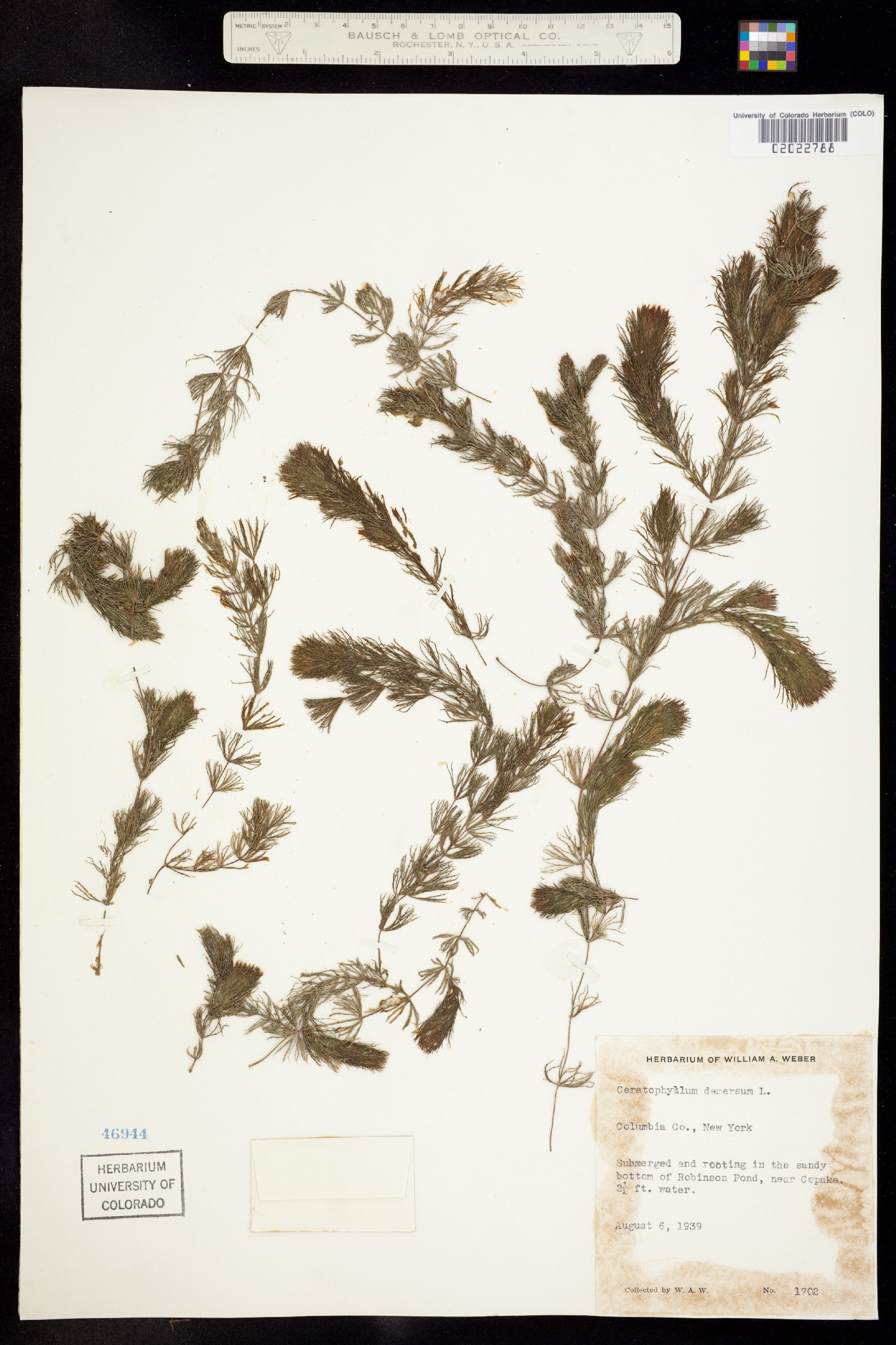Ceratophyllum demersum image