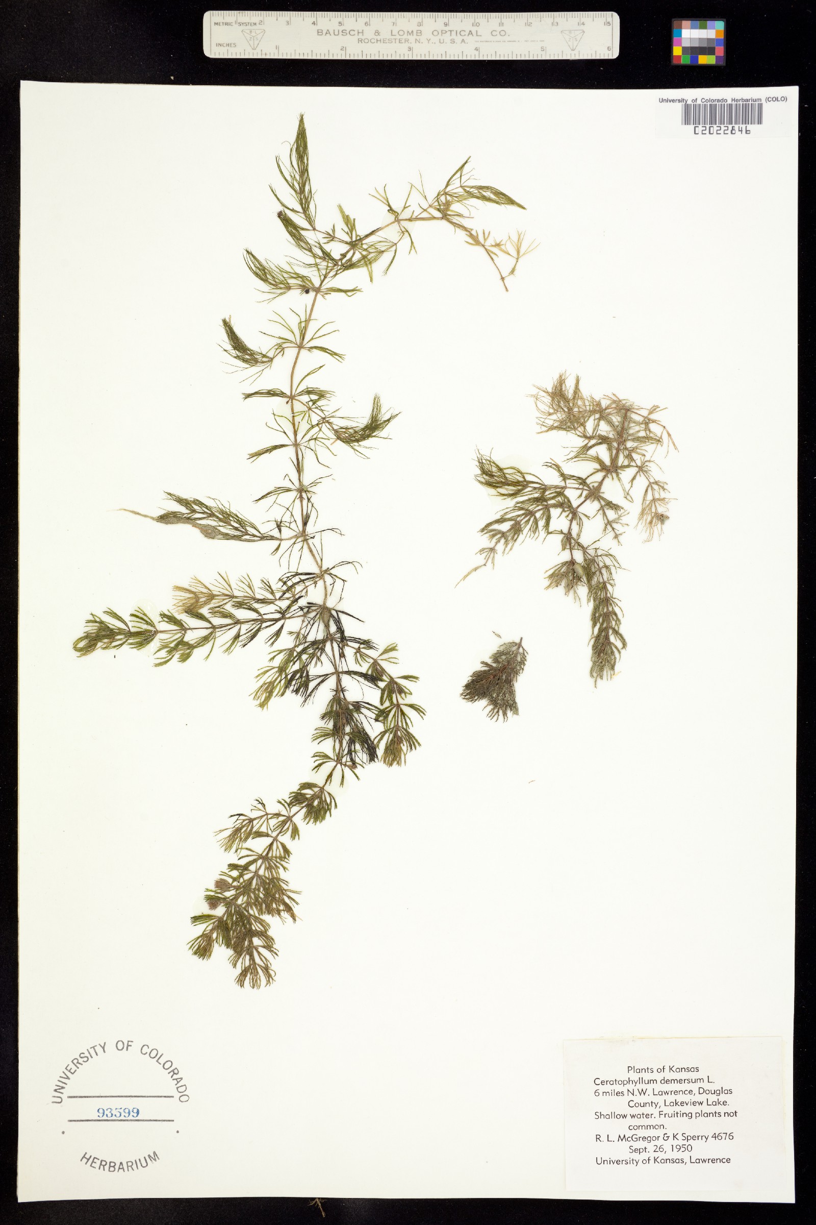 Ceratophyllum demersum image
