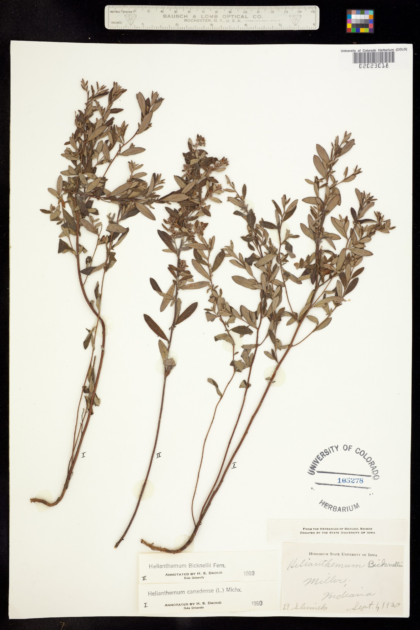 Helianthemum bicknellii image
