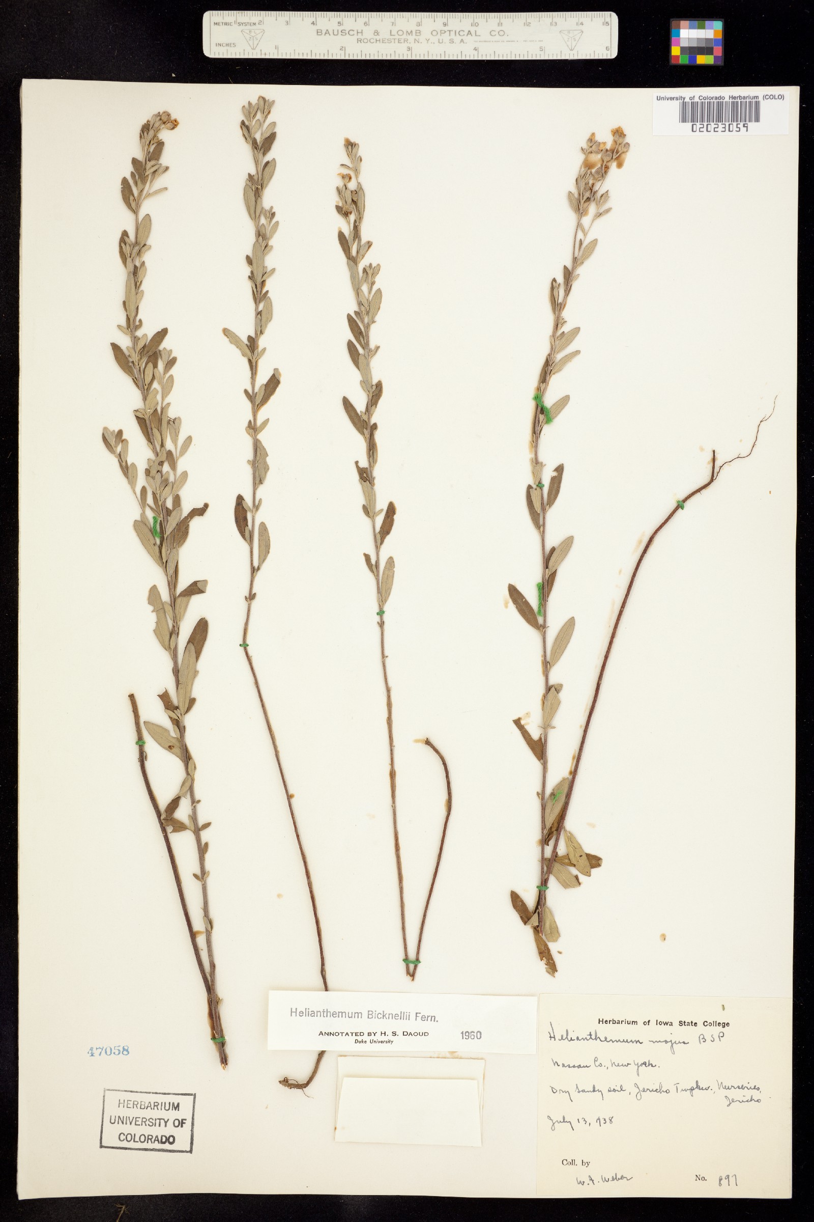 Helianthemum bicknellii image