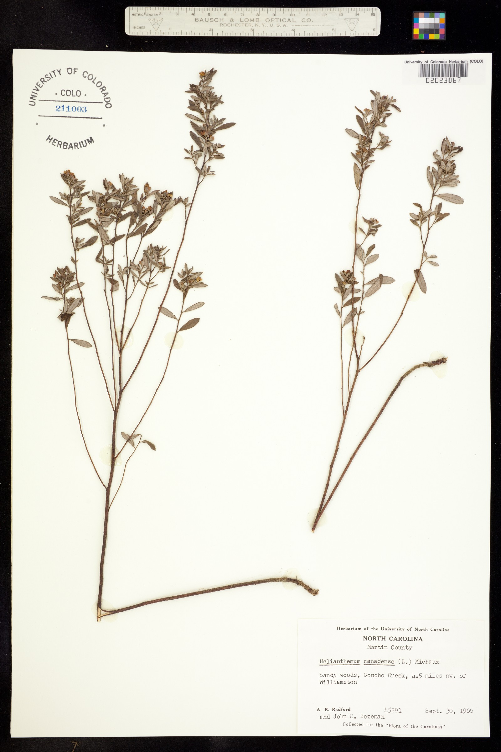 Helianthemum canadense image
