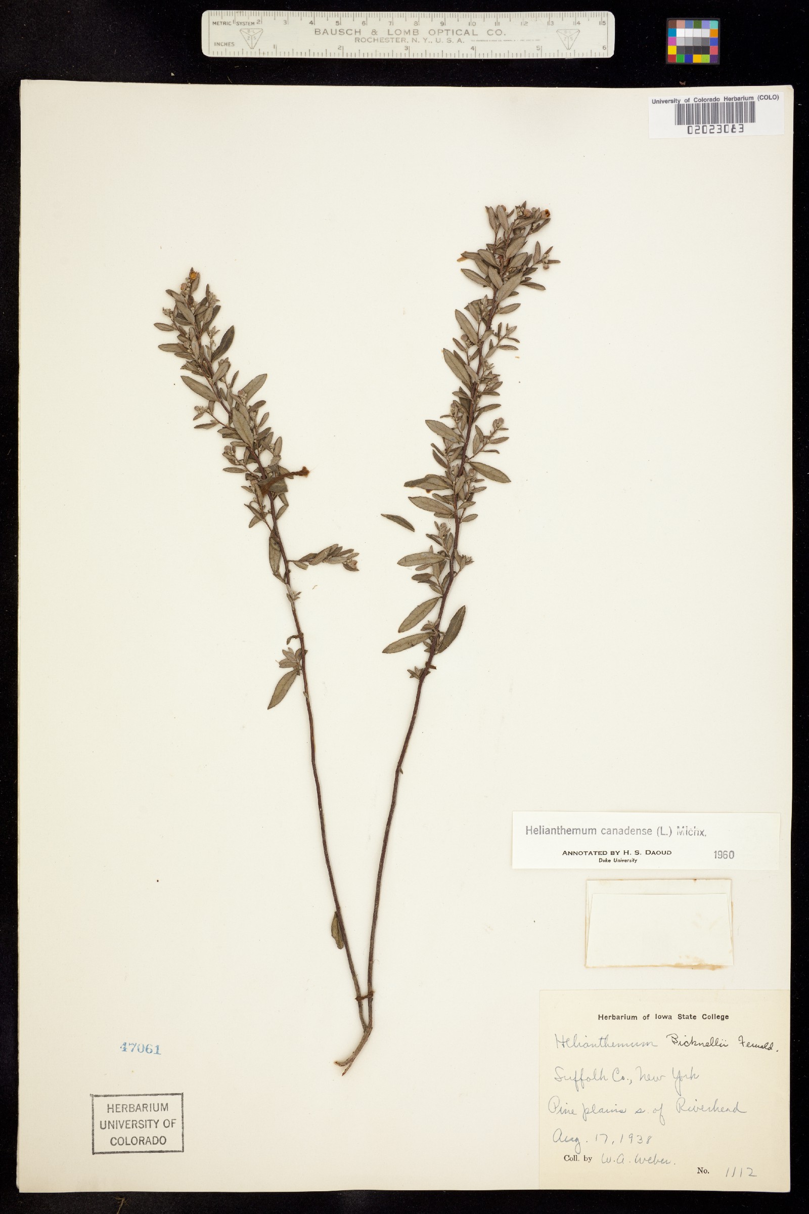 Helianthemum canadense image