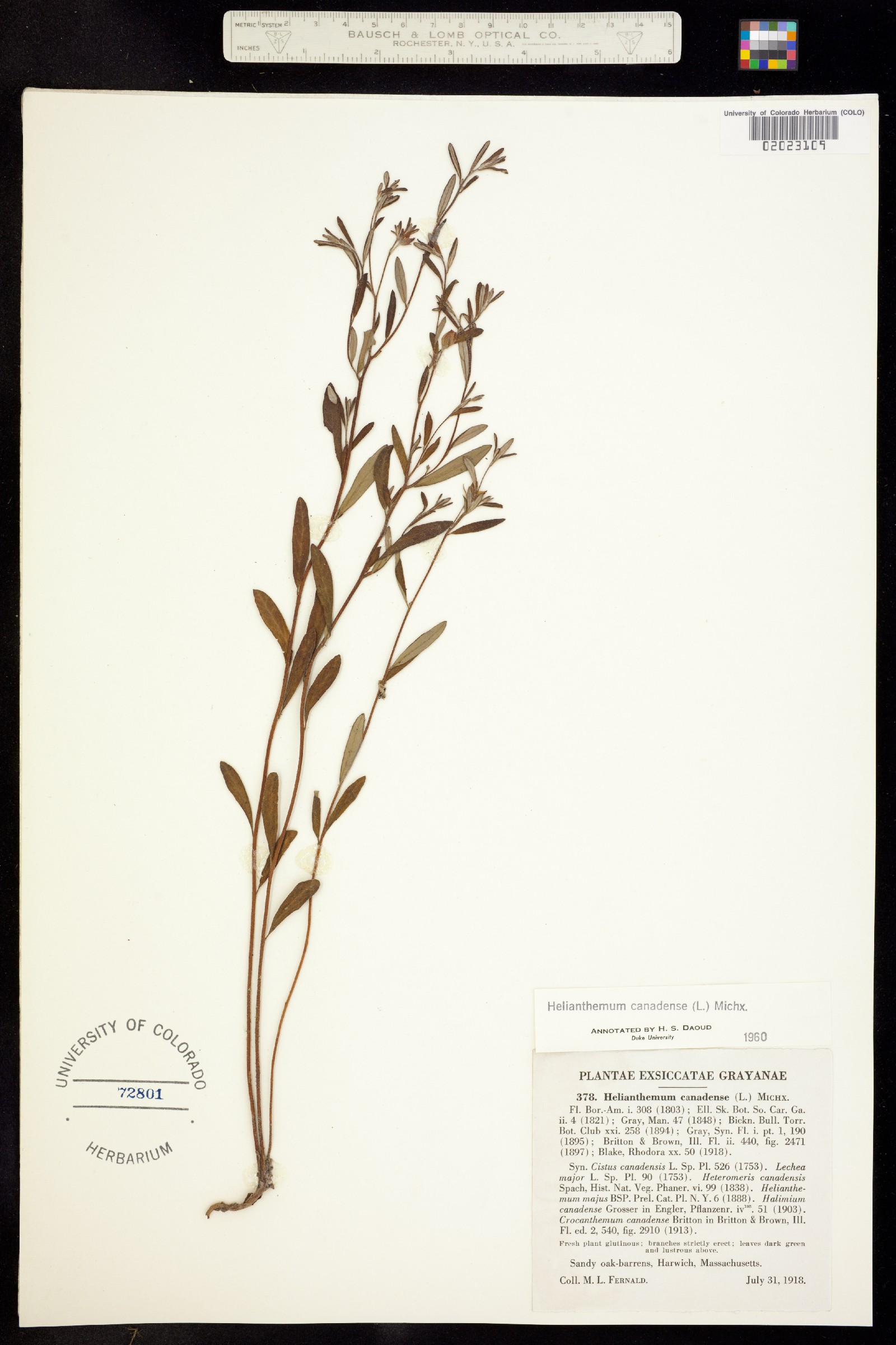 Helianthemum canadense image