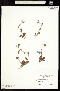 Image of Helianthemum carolinianum
