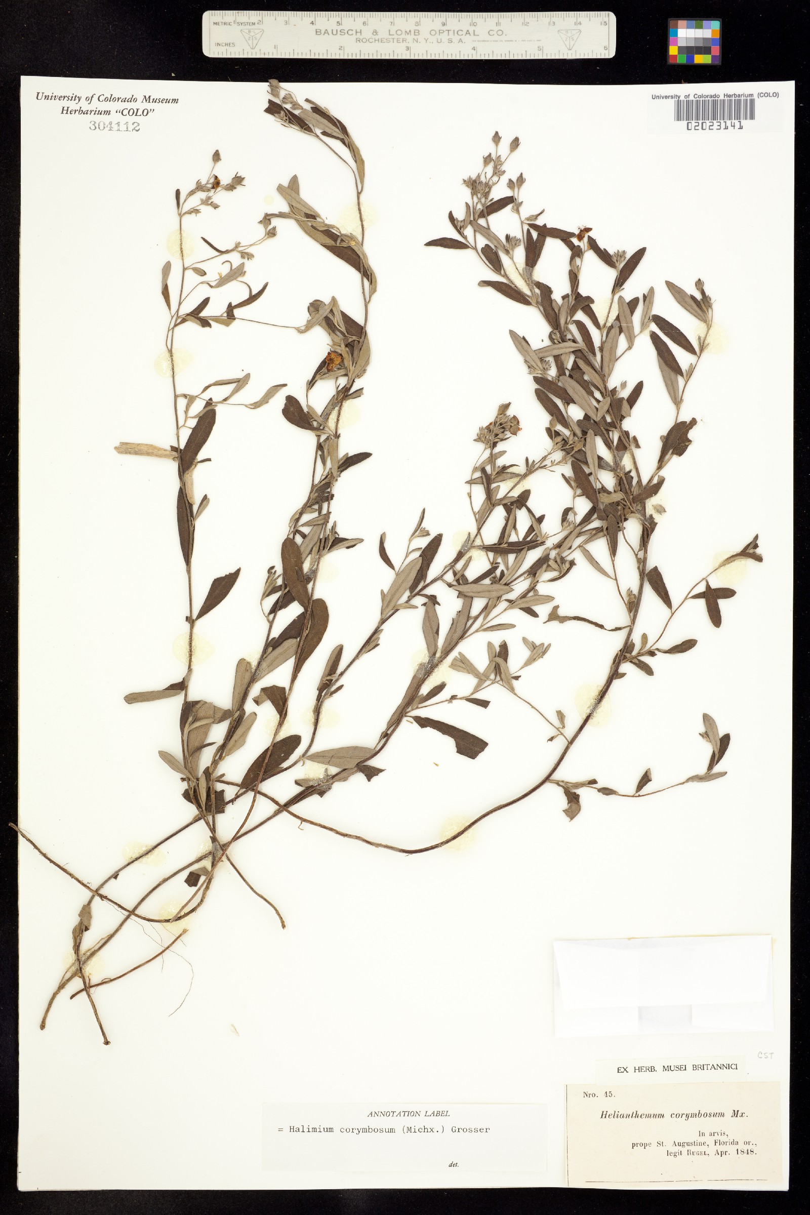 Helianthemum corymbosum image