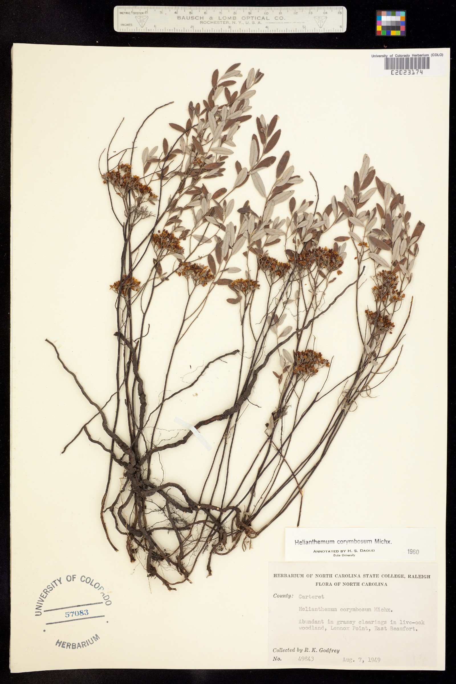 Helianthemum corymbosum image