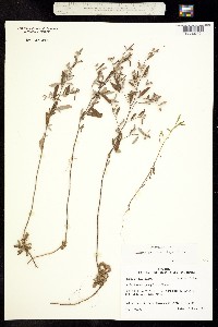 Image of Crocanthemum georgianum