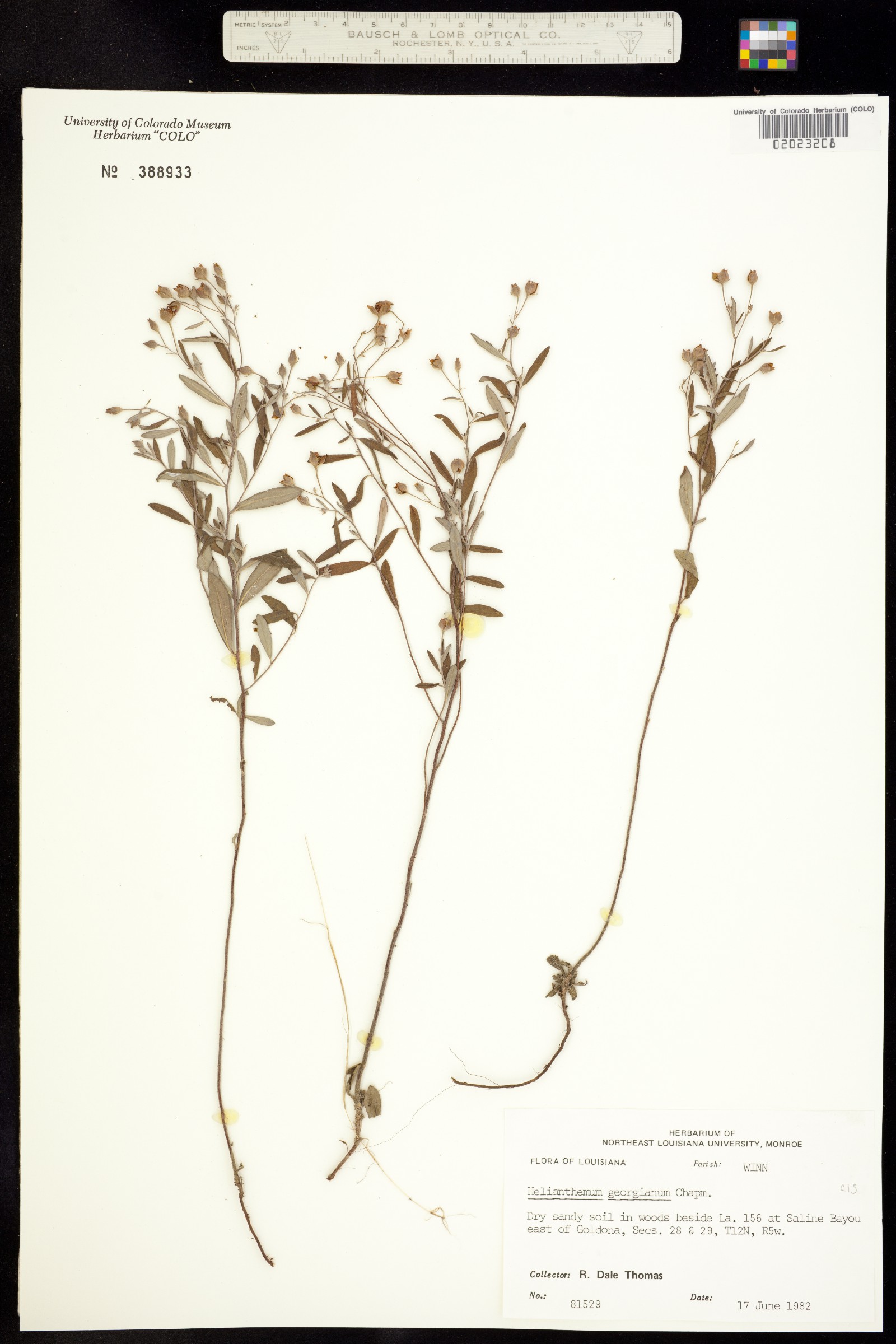 Helianthemum georgianum image