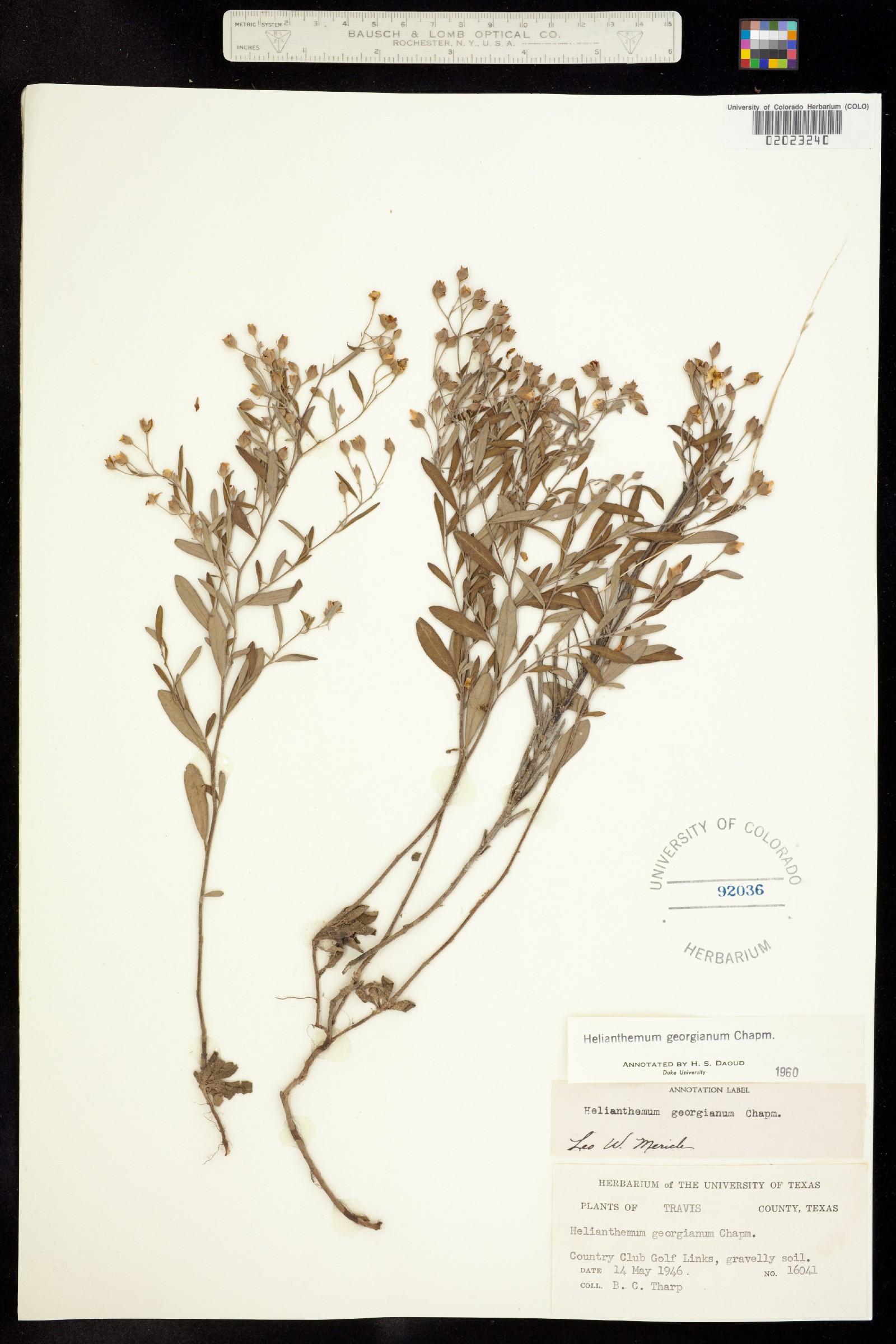 Helianthemum georgianum image