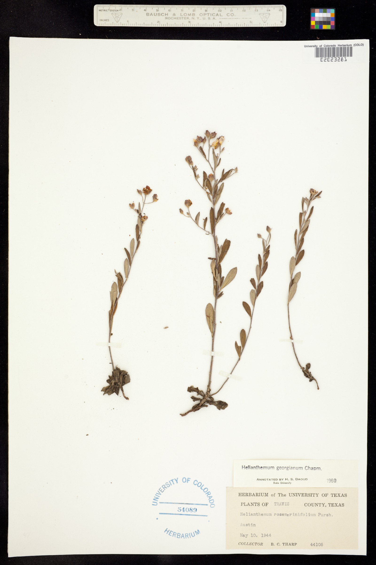 Helianthemum georgianum image