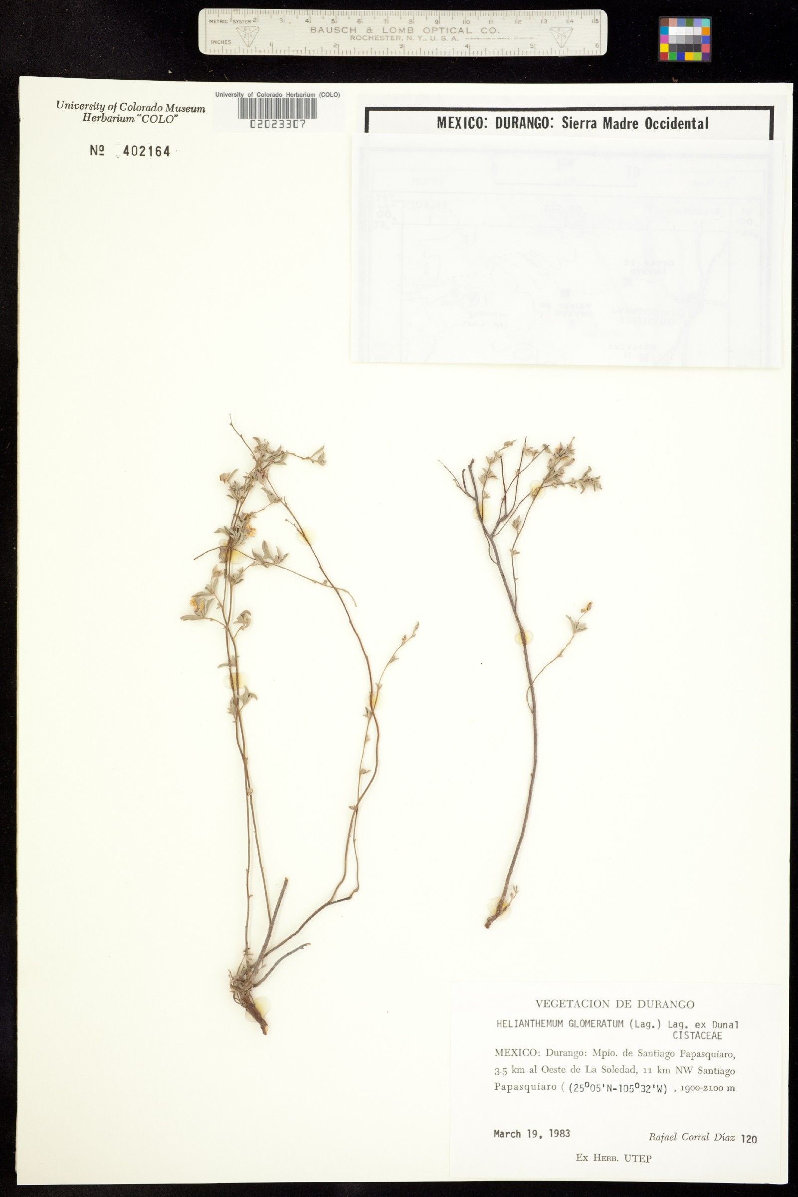 Helianthemum glomeratum image