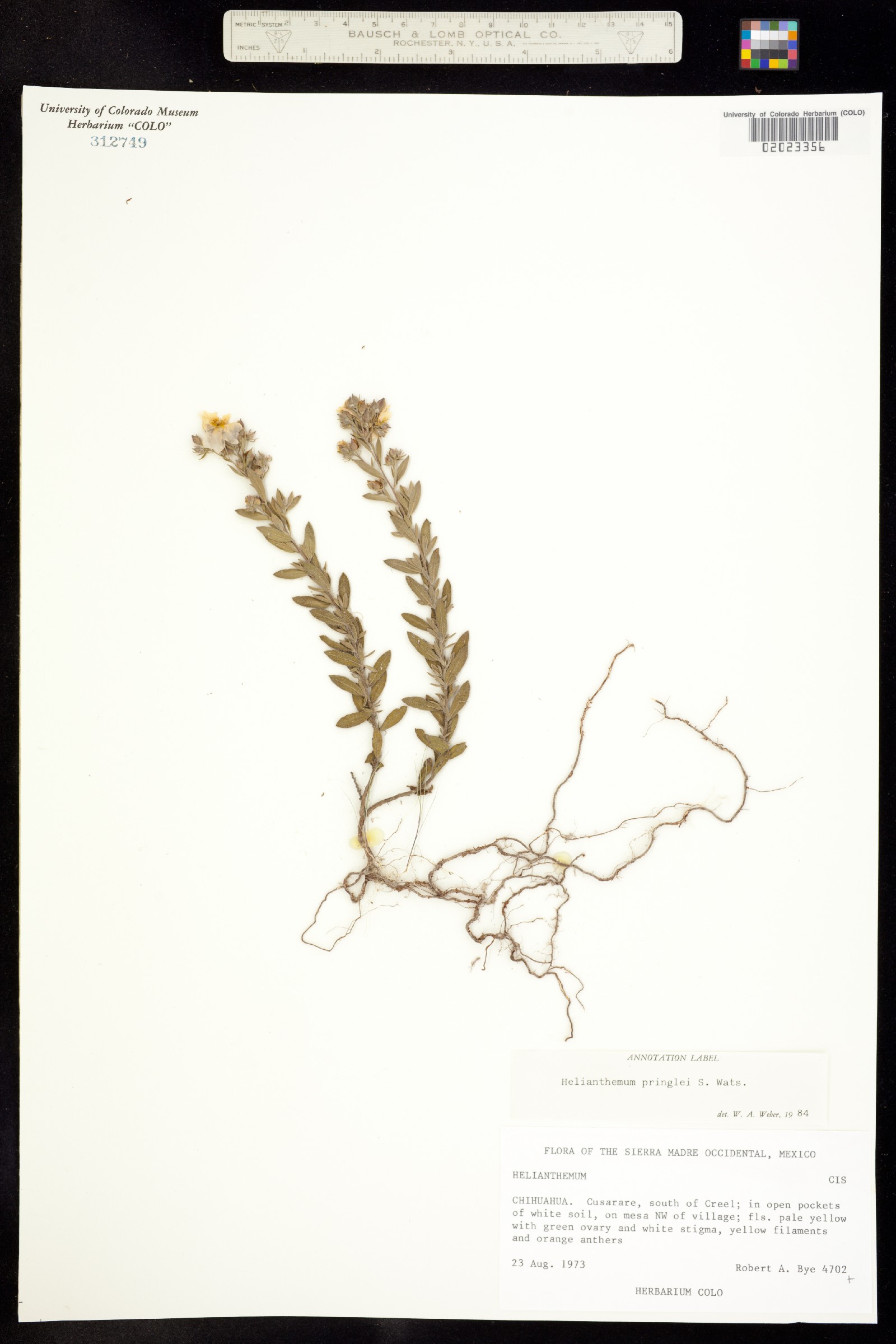 Helianthemum pringlei image