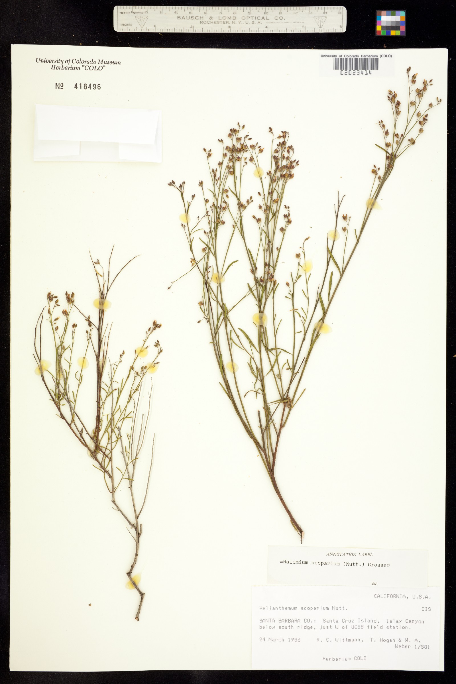 Helianthemum scoparium image