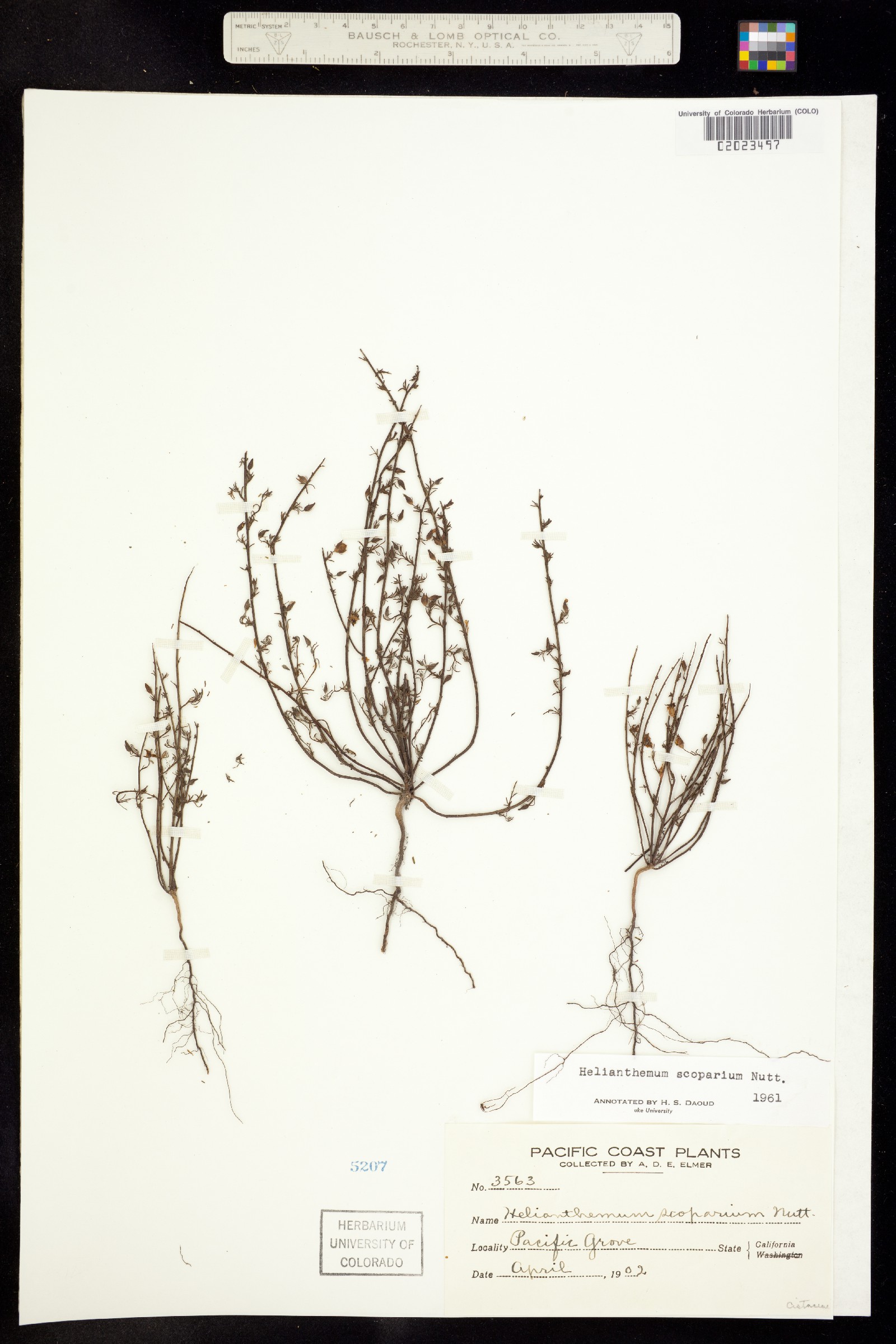 Helianthemum scoparium image