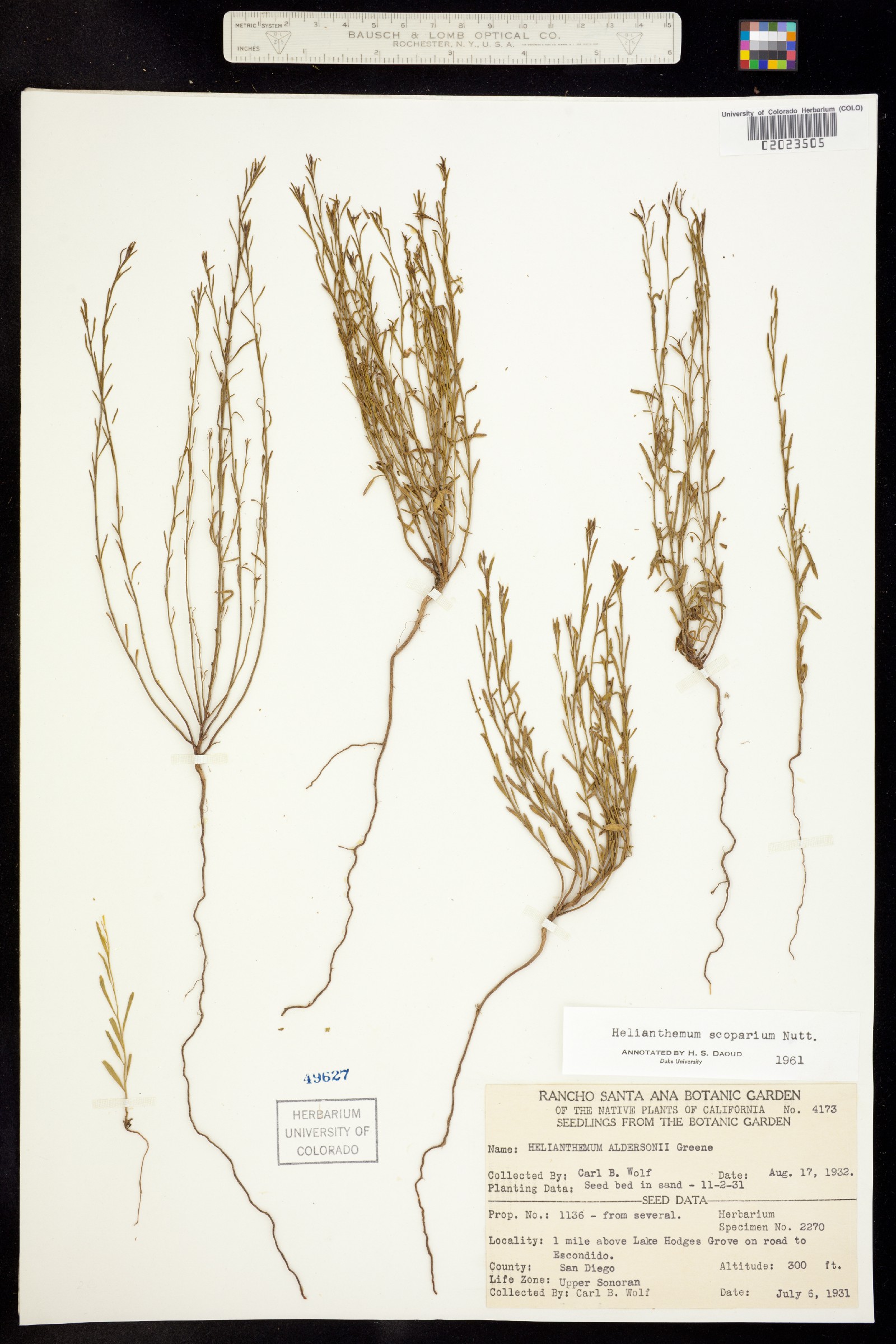 Helianthemum scoparium image