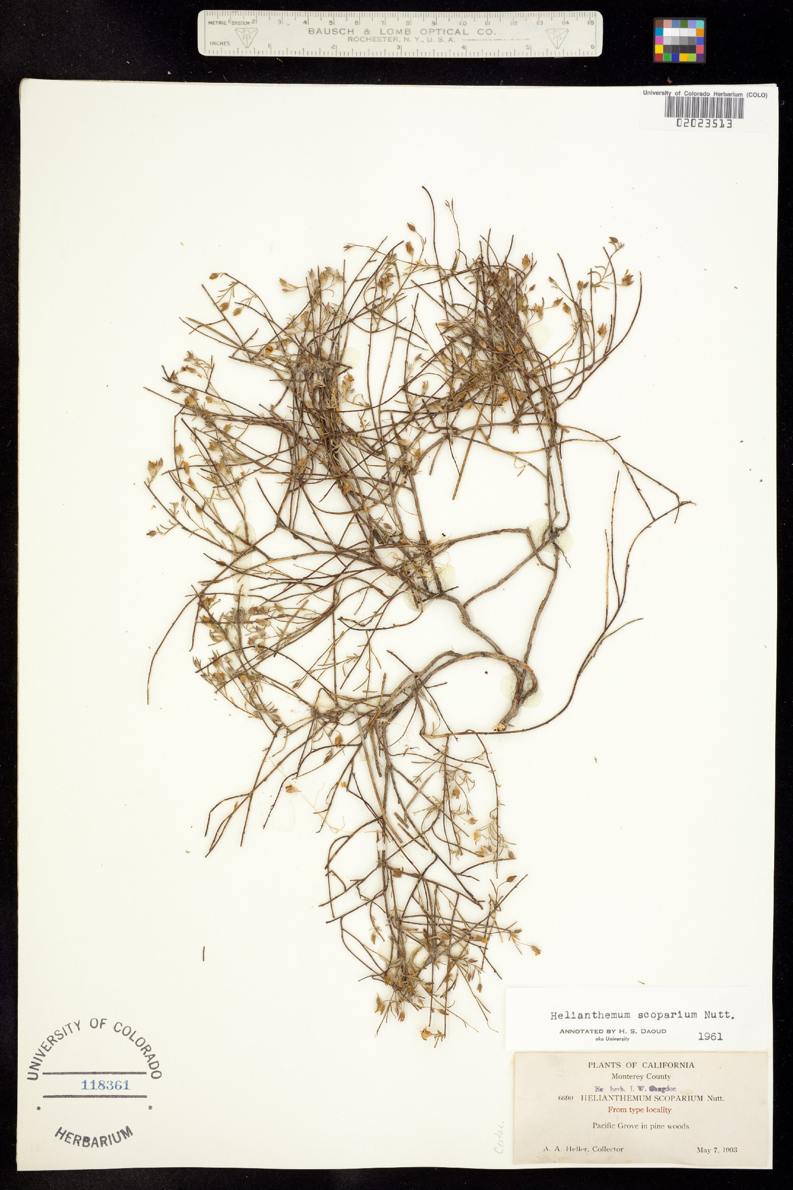 Helianthemum scoparium image